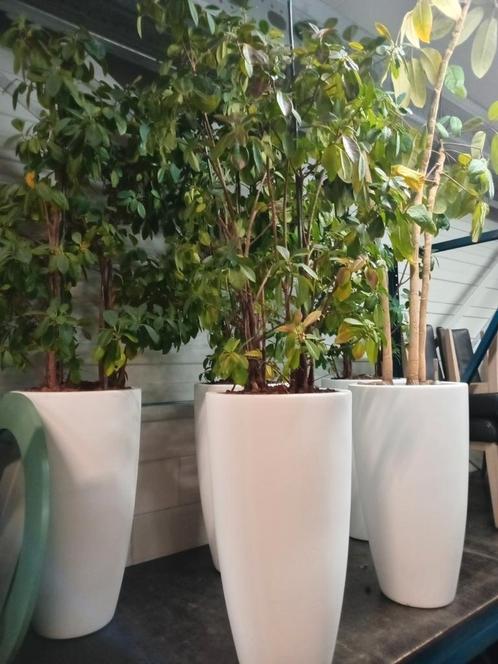 -OPRUIMING- !!  Mooie planten in witte kunststof bloempotten, Tuin en Terras, Bloembakken en Plantenbakken, Zo goed als nieuw