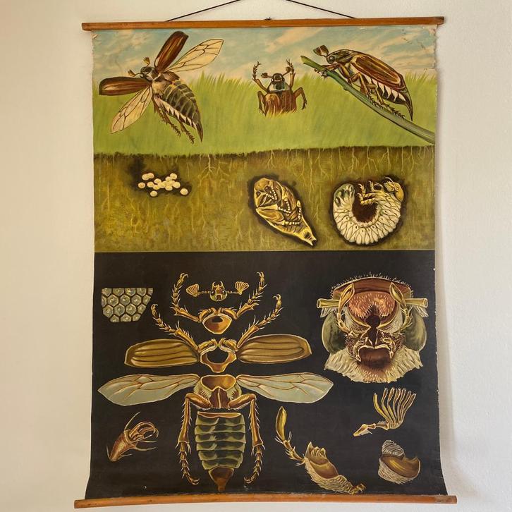 Schoolplaat Meikever – Jung Koch Quentell, Antiek en Kunst, Antiek | Schoolplaten, Natuur en Biologie, Ophalen of Verzenden