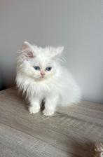 Perzische kitten (katertje), Dieren en Toebehoren, Katten en Kittens | Raskatten | Langhaar, Kater, Ontwormd
