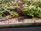 Vuurgarnalen 0,40, Dieren en Toebehoren, Vissen | Aquariumvissen, Kreeft, Krab of Garnaal