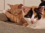 Mooie, lieve kittens Europese korthaar, Dieren en Toebehoren, Katten en Kittens | Raskatten | Korthaar, Meerdere dieren, Ontwormd