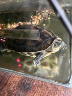 Mauremys sinensis waterschildpad te koop, Dieren en Toebehoren, Reptielen en Amfibieën, Schildpad, Met terrarium, 3 tot 6 jaar