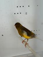 Hele mooie bruine kanarie man te koop, Dieren en Toebehoren, Vogels | Kanaries, Mannelijk, Zangkanarie