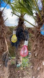 Vers trachycarpus fortunei palmboomzaad winterhard tot -28, Ophalen of Verzenden, Volle zon, Palmboom, Minder dan 100 cm