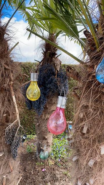 Vers trachycarpus fortunei palmboomzaad winterhard tot -28 beschikbaar voor biedingen