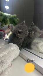 Raszuivere Britse Korthaar, Dieren en Toebehoren, Katten en Kittens | Raskatten | Korthaar, Poes, Ontwormd, 0 tot 2 jaar