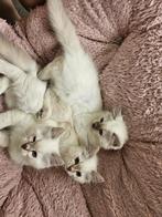 Prachtige kittens, Meerdere dieren