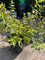 2 tuinplanten  Weigela ‘s, Tuin en Terras, Ophalen, Overige soorten