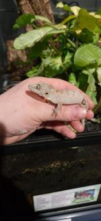 Gargoyle gekko's, Dieren en Toebehoren, Reptielen en Amfibieën, 0 tot 2 jaar, Hagedis