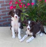 Prachtige FRIESE STABIJ x BORDER COLLIE pups, Dieren en Toebehoren, Honden | Niet-rashonden, Nederland, CDV (hondenziekte), 8 tot 15 weken