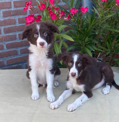 Prachtige FRIESE STABIJ x BORDER COLLIE pups, Dieren en Toebehoren, Honden | Niet-rashonden, Middel, Fokker | Professioneel, Meerdere