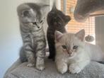 5 hele mooie Britse korthaar kittens te koop, Dieren en Toebehoren, Katten en Kittens | Raskatten | Korthaar, Meerdere dieren