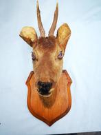 Taxidermie opgezette kop jonge ree reegeit hert houten schil, Verzamelen, Dierenverzamelingen, Ophalen of Verzenden, Zo goed als nieuw