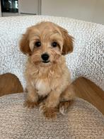 Premium maltipoo f1 teefje mini, Poedel, Particulier, Rabiës (hondsdolheid), Reu