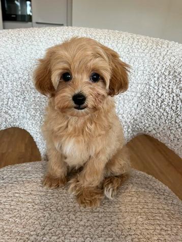 Premium maltipoo f1 teefje mini beschikbaar voor biedingen