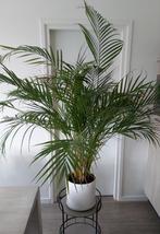 Grote Areca palm, goudpalm, Ophalen, Palm, Halfschaduw, 100 tot 150 cm