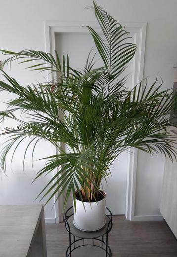 Grote Areca palm, goudpalm beschikbaar voor biedingen