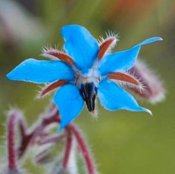 Zaden Komkommer Kruid - Borage - Bernagie beschikbaar voor biedingen