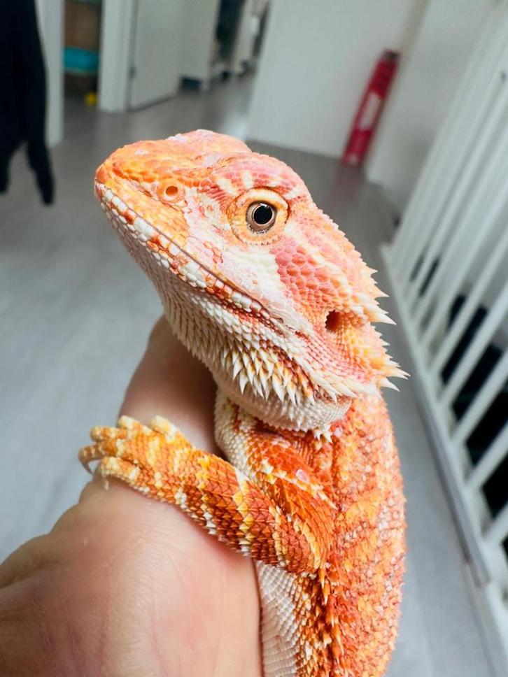 Hypo red-orange baardagaam vrouw jonkie