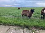Te koop mooi bont ooilam, Dieren en Toebehoren, Schapen, Geiten en Varkens, Mannelijk, Schaap
