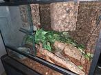 Korenslangen en terrarium, Dieren en Toebehoren, Ophalen of Verzenden, Zo goed als nieuw, Terrarium of Paludarium