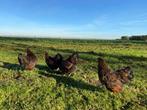 Wyandotte kriel kippen goud zwart gezoomd gesekst + ingeënt, Dieren en Toebehoren, Pluimvee, Vrouwelijk, Kip