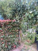 Lei peer boom groot, Ophalen, Halfschaduw, Leiboom, 250 tot 400 cm