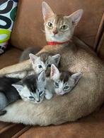 Unieke Abessijn x Ragdoll kittens, Dieren en Toebehoren, Katten en Kittens | Dekkaters, 0 tot 2 jaar