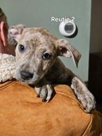 Amerikaanse Stafford mooie pups puppy's American Stafford, Rabiës (hondsdolheid), 8 tot 15 weken, American Staffordshire Terriër