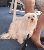 Ervaren dekreu maltezer (zacht karakter), Reu, Eén hond, 3 tot 5 jaar, Nederland