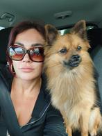 Hero mooie Pomchi reu! Voor prachtige baby's, Dieren en Toebehoren, Particulier, Reu, Buitenland, Eén hond