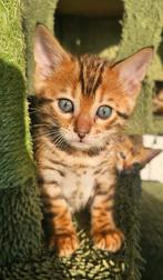 ☆Top ras☆ Bengaalse kittens met stamboom,  kampioen line, Meerdere dieren, Met stamboom