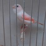 Kanarie, Dieren en Toebehoren, Vogels | Kanaries, Vrouwelijk, Kleurkanarie