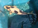 Koi shiru utsuri en nog andere koi, Dieren en Toebehoren, Vissen | Vijvervissen, Karper of Koi