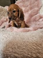 Langharige dwerg teckel langhaar dwergteckel pups, 8 tot 15 weken, Meerdere, Nederland, Fokker | Hobbymatig