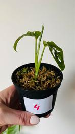 Monstera adansonii (Lechleriana) nr4, Huis en Inrichting, Kamerplanten, Groene kamerplant, Ophalen of Verzenden, Overige soorten