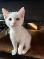 ️Gezonden gezin kittens gewend aan kinderen en honden ️️, Dieren en Toebehoren, Katten en Kittens | Overige Katten, Meerdere dieren