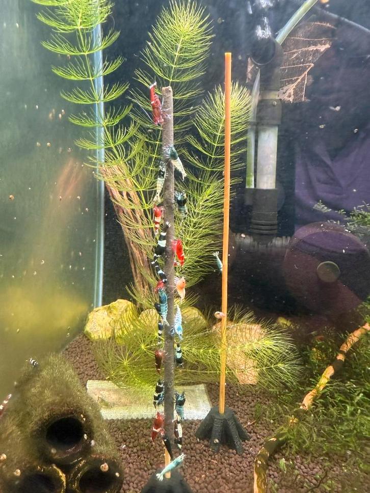 Garnalen Lolly Houder, Dieren en Toebehoren, Vissen | Aquaria en Toebehoren, Nieuw, Overige typen, Ophalen of Verzenden