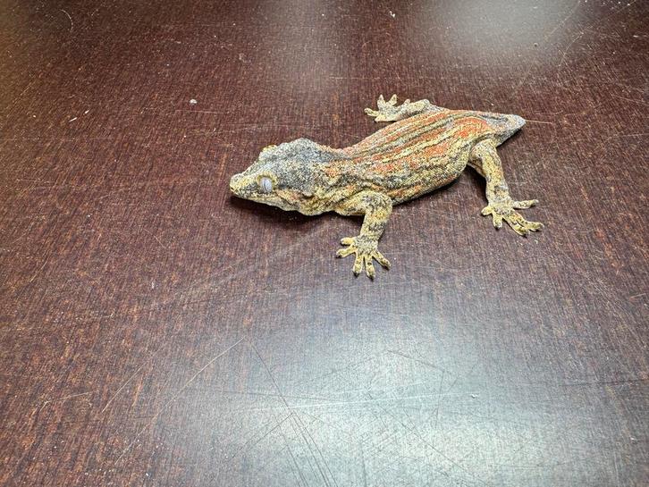 Gargoyle gekko vrouw