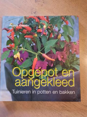 A. Caplin - Opgepot en aangekleed beschikbaar voor biedingen