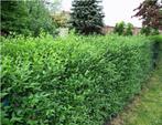 Goedkope hagen haag tuinhaag tuinhagen groenblijvende, Tuin en Terras, Planten | Struiken en Hagen, Ophalen of Verzenden, Laurier