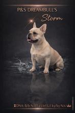 🥰 Super lieve franse Bulldog dekreu Storm ter dekking 🥰