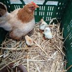 Kip met kuikens, Meerdere dieren, Kip