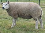 Raszuivere Texelaar stamboek rammen, Dieren en Toebehoren, Schapen, Geiten en Varkens, Mannelijk, Schaap, 0 tot 2 jaar
