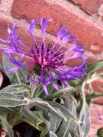 Korenbloem, Tuin en Terras, Planten | Tuinplanten, Ophalen of Verzenden, Lente, Volle zon