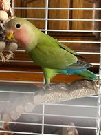 Jonge agapornis roseicollis - man, Dieren en Toebehoren, Vogels | Parkieten en Papegaaien, Mannelijk, Dwergpapegaai of Agapornis