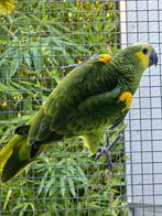 Amazone aestiva xanthopteryx, Mannelijk, Papegaai