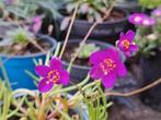 Zaden phemeranthus calycinus, Verzenden, Volle zon