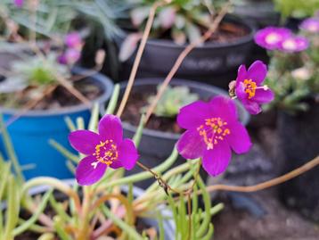 Zaden phemeranthus calycinus  beschikbaar voor biedingen