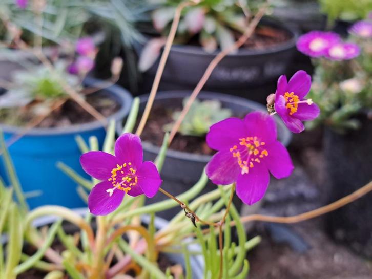 Zaden phemeranthus calycinus, Tuin en Terras, Bloembollen en Zaden, Volle zon, Verzenden